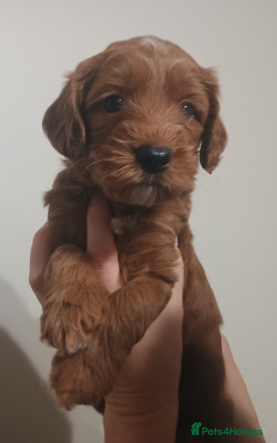 Australian Labradoodle dogs for sale: Miniature Australian labradoodle pups 100% Pure  - Image 6