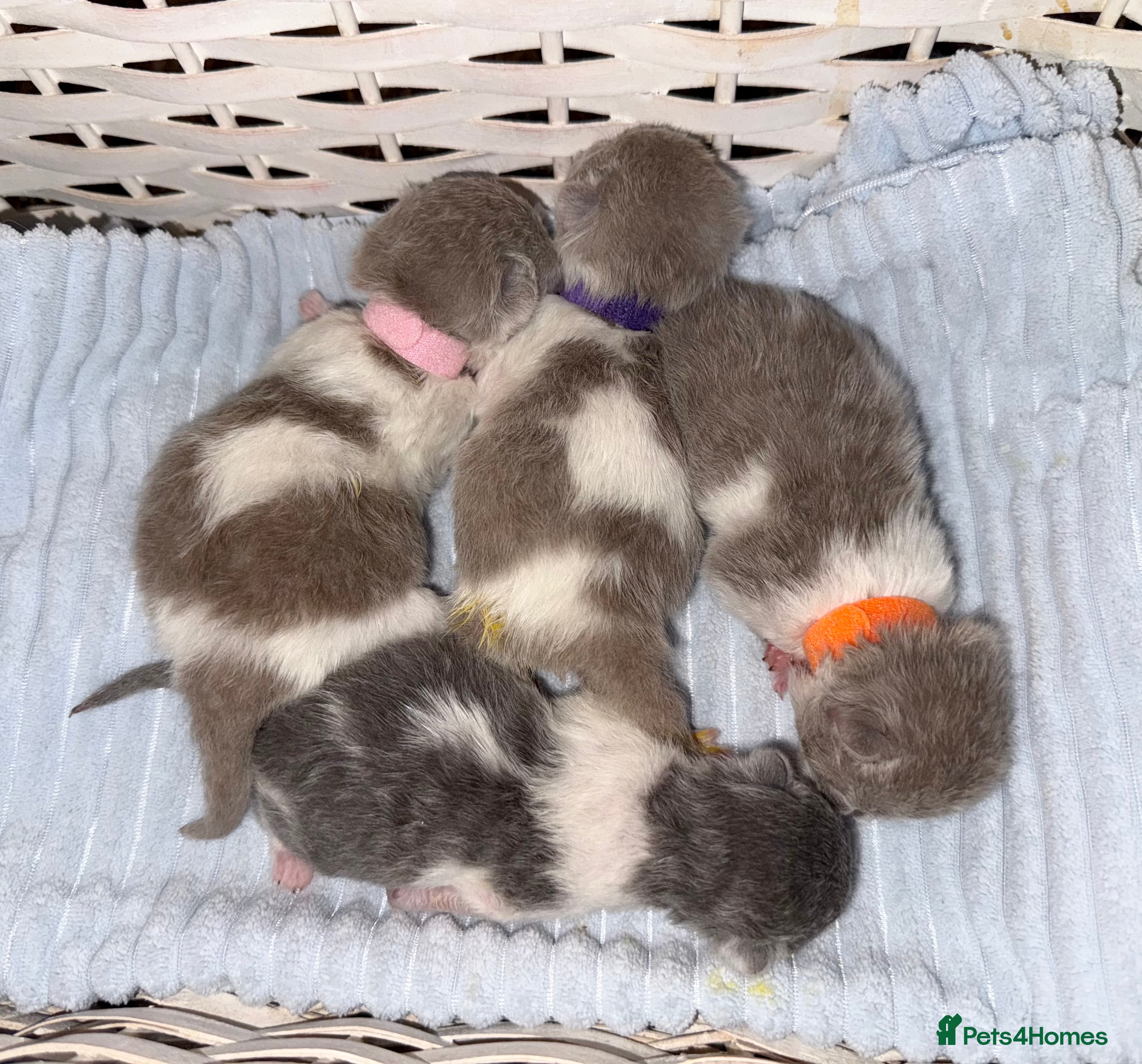 British Shorthair cats Pure British Shorthair outstanding quality 😻🥇🏆 - Advert 6