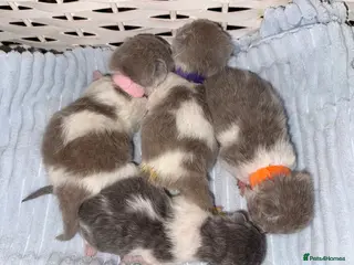 British Shorthair cats Pure British Shorthair outstanding quality 😻🥇🏆 - Advert 10