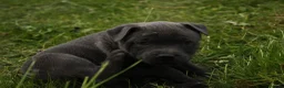 Staffordshire Bull Terrier dogs for sale: Blue KC Registered staffordshire bull terriers  - Advert 7