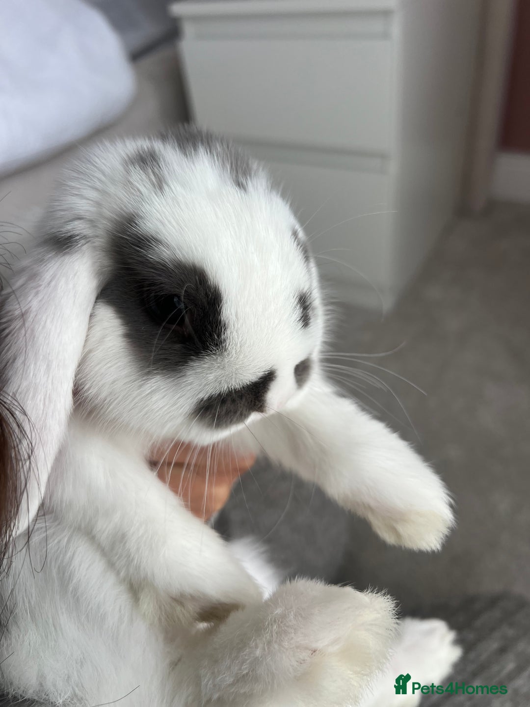 Mini Lop rabbits for sale: Rehoming Two Mini Lops - Image 6