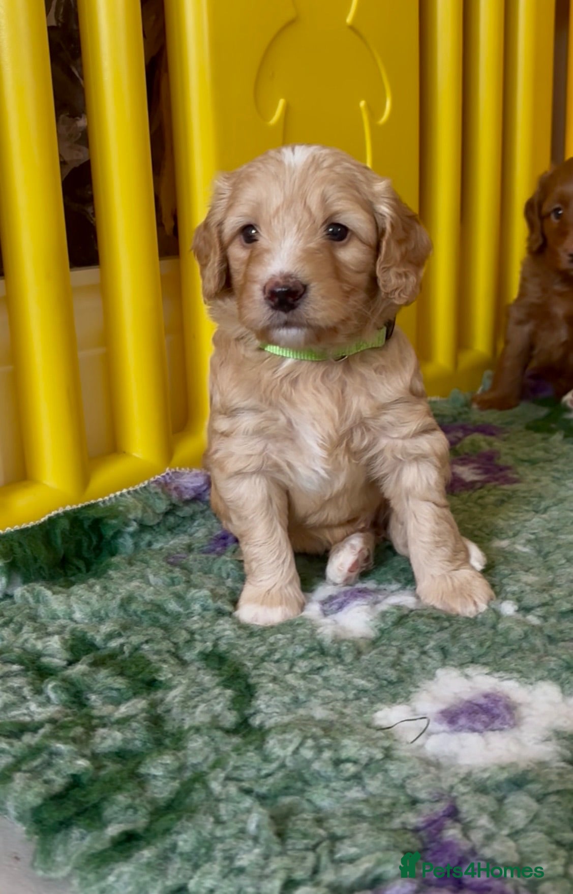 Australian Labradoodle dogs Fantastic breeding! Canadian & Australian lines - Advert 2