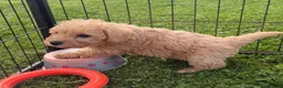 Westiepoo dogs for sale: Toy WESTIE-POO Puppies (West Highland x Toy Poodle - Advert 3