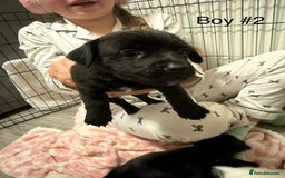 Mixed Breed dogs for sale: Puppies  - Advert 9