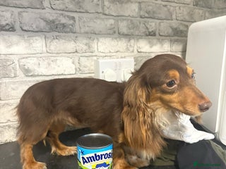 Miniature Dachshund dogs in Clacton-on-Sea - Advert 35