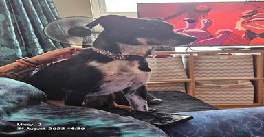 Mixed Breed dogs - Advert 10