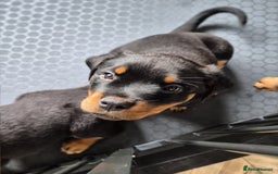Rottweiler dogs for sale: Rottweiler Puppies – 3 Beautiful Girls Ready now! - Image 3