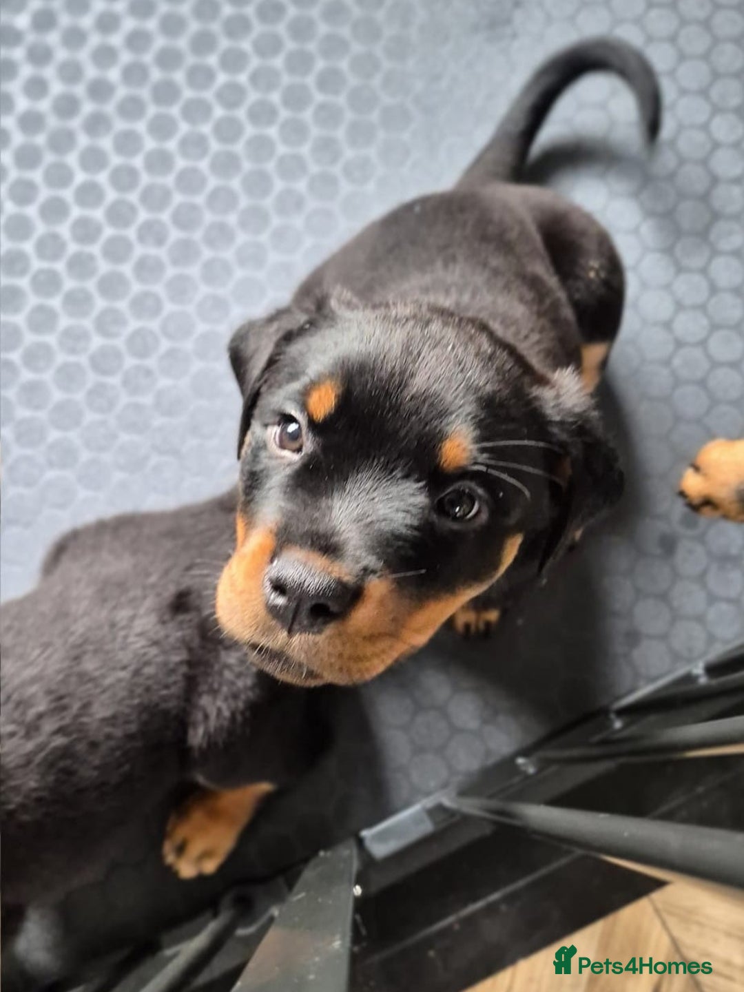 Rottweiler dogs for sale: Rottweiler Puppies – 3 Beautiful Girls Ready now! - Image 3
