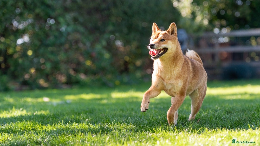 Japanese Shiba Inu dogs Lovely Poppy looking for family home .  - Advert 17