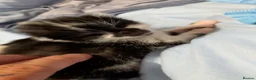 Mixed Breed cats for sale: Black and white kittens  in Corby - Advert 4