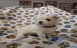 Maltese dogs for sale: Gorgeous KC pedigree Maltese puppy boy - Image 15