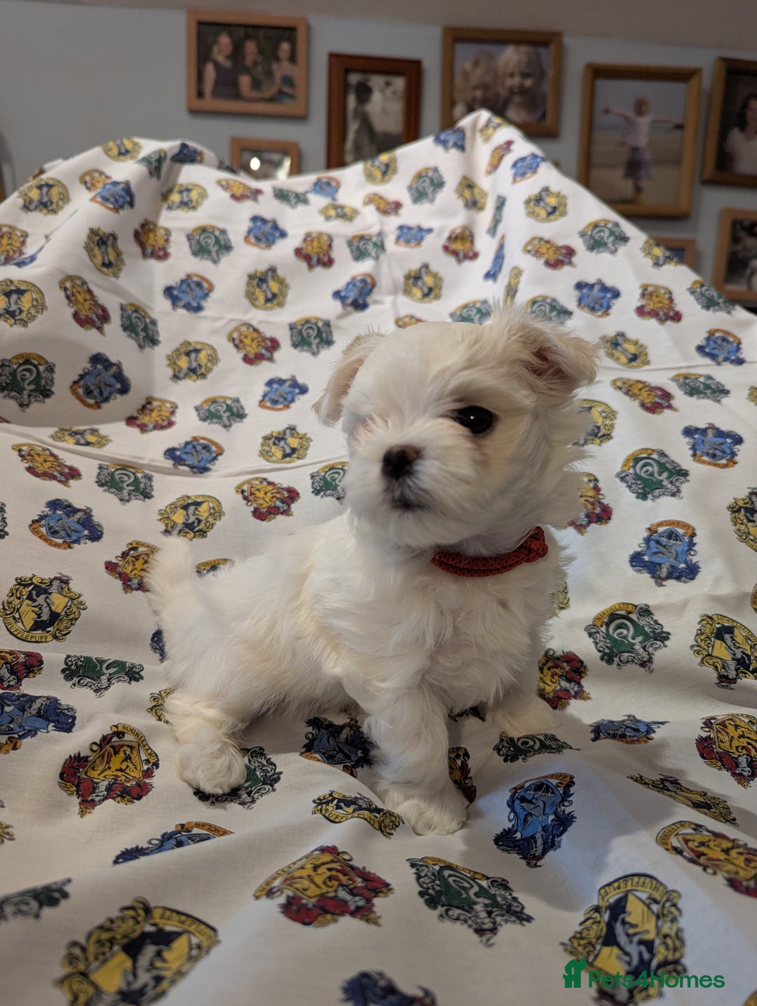 Maltese dogs for sale: Gorgeous KC pedigree Maltese puppy boy - Image 15