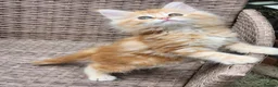 Maine Coon cats for sale: Maine Coon ginger Ready Now!! Absolutely gorgeous! - Advert 16