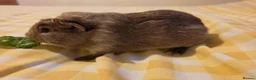 Mixed Breed rodents for sale: Boys ready 2 leave - Advert 6