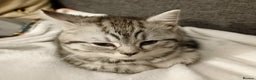 Scottish Fold cats for sale: 5 beautiful Scottish fold kittens  - Advert 10