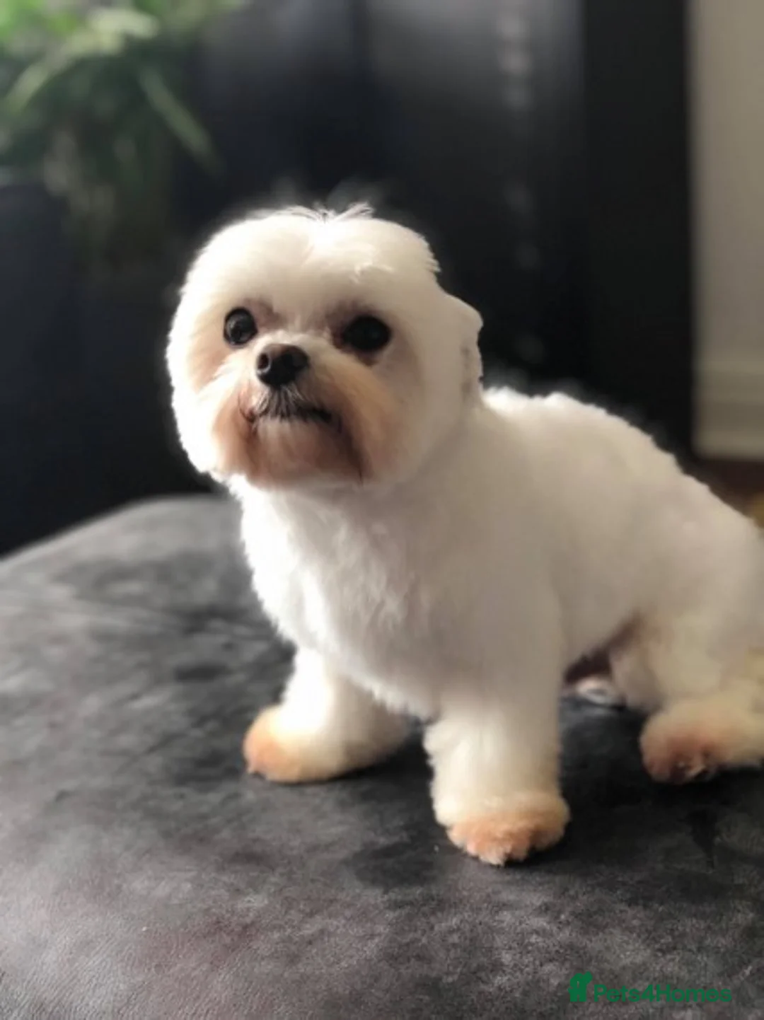 Maltese dogs for stud: PROVEN STUNNING SMALL KC MALTESE FOR STUD in Wigan - Advert 23