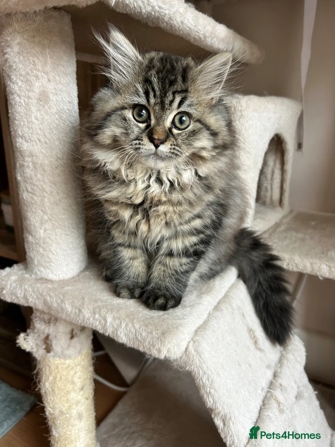 Persian cats for sale: Beautiful Blue Smoked Persian Kitten - Advert 2