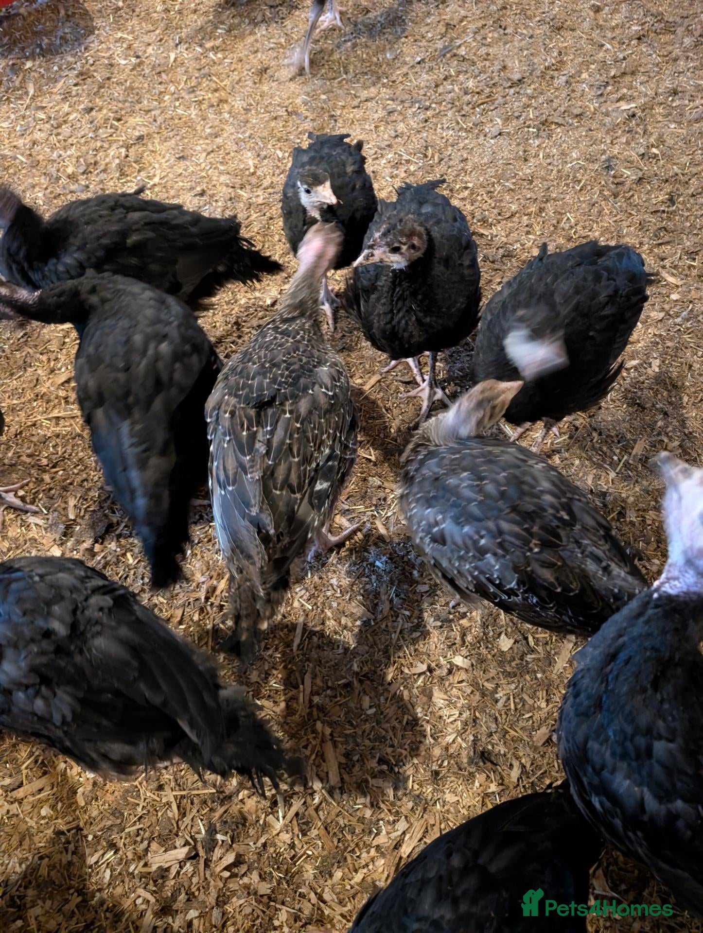 Turkeys poultry Turkey bronze and white  - Advert 1
