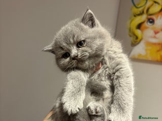 British Shorthair cats British shorthair kittens BLUE AND BLACK - Advert 3