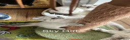 Siberian cats for sale: Amazing Siberian Neva Masquerade/Ragdoll kittens  - Advert 27