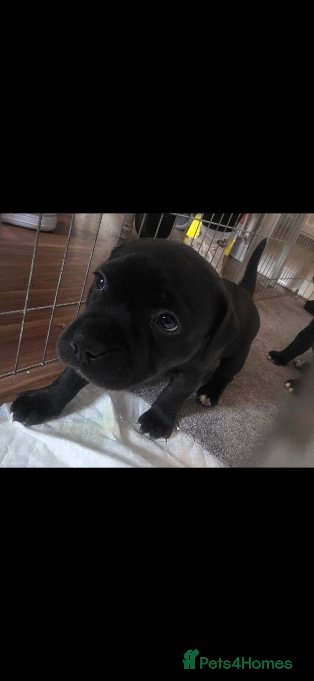 Staffordshire Bull Terrier dogs for sale: Stunning KC staffordshire bull terrier puppies  - Advert 3