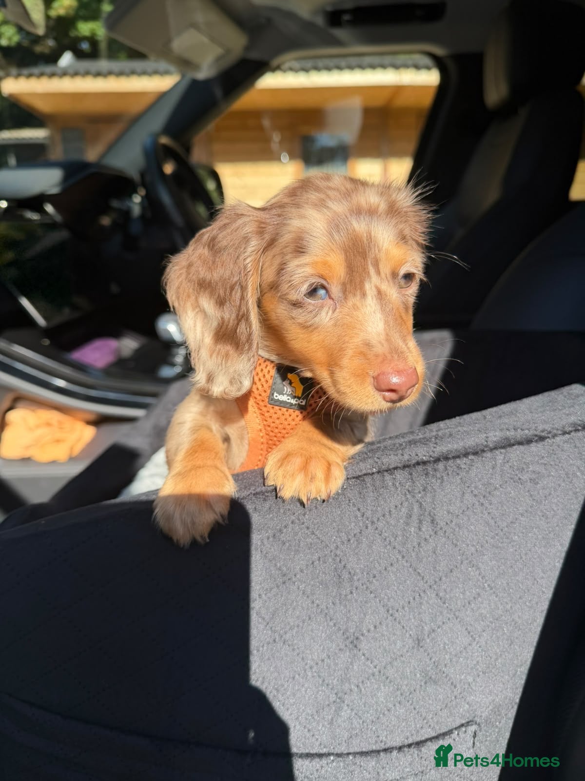 Miniature Dachshund dogs READY NOW KC Long-Haired Miniature Dachshund girl - Advert 3