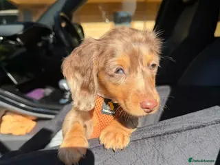 Miniature Dachshund dogs READY NOW KC Long-Haired Miniature Dachshund girl - Advert 3