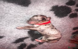 Cockapoo dogs for sale: Beautiful mixed Merle F2B Cockapoos  - Image 9