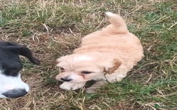 Jackapoo dogs for sale: Adorable Fluffy Jack-A-Poo Puppies for Sale - Image 5