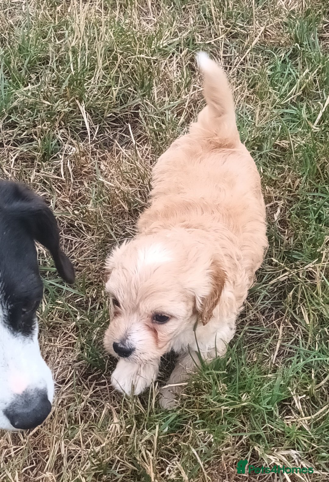 Jackapoo dogs for sale: Adorable Fluffy Jack-A-Poo Puppies for Sale - Image 5
