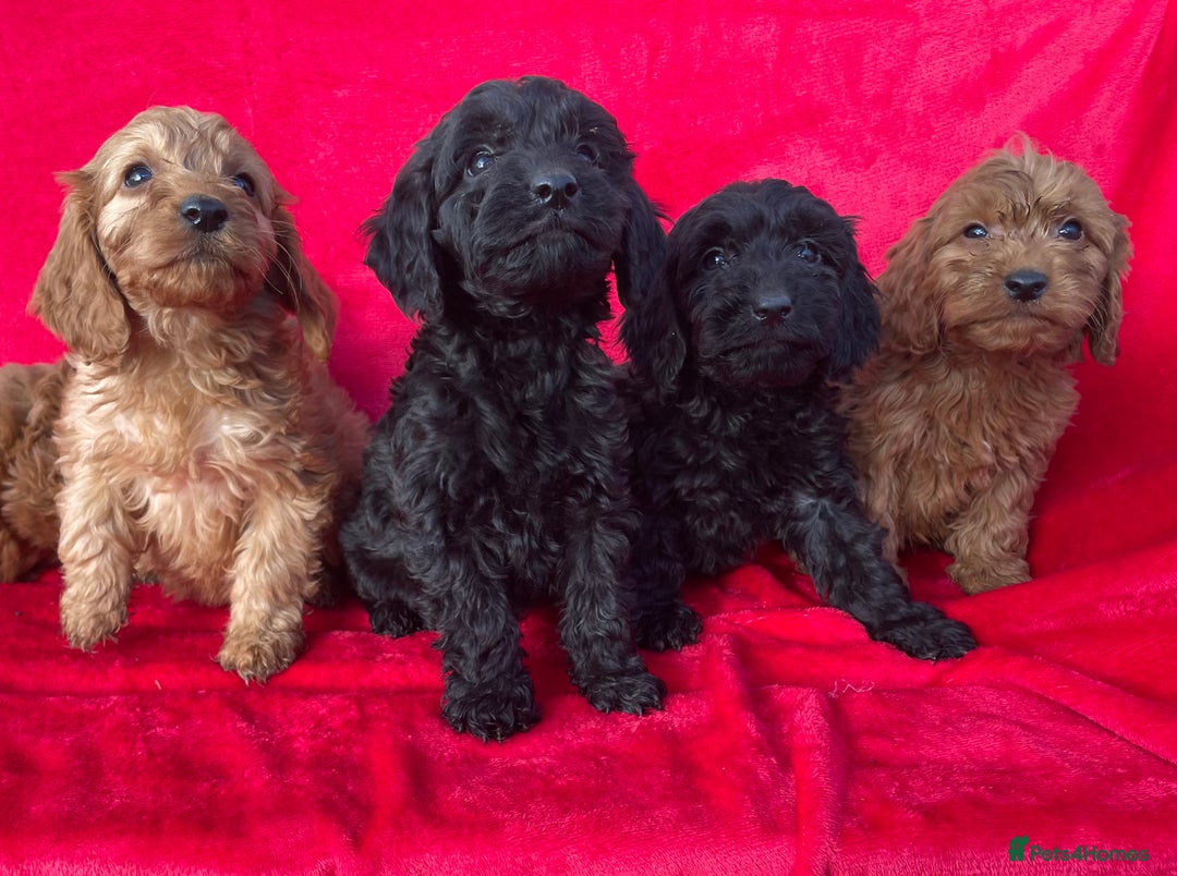 Cockapoo dogs for sale: Gorgeous cockapoo puppies - Image 1
