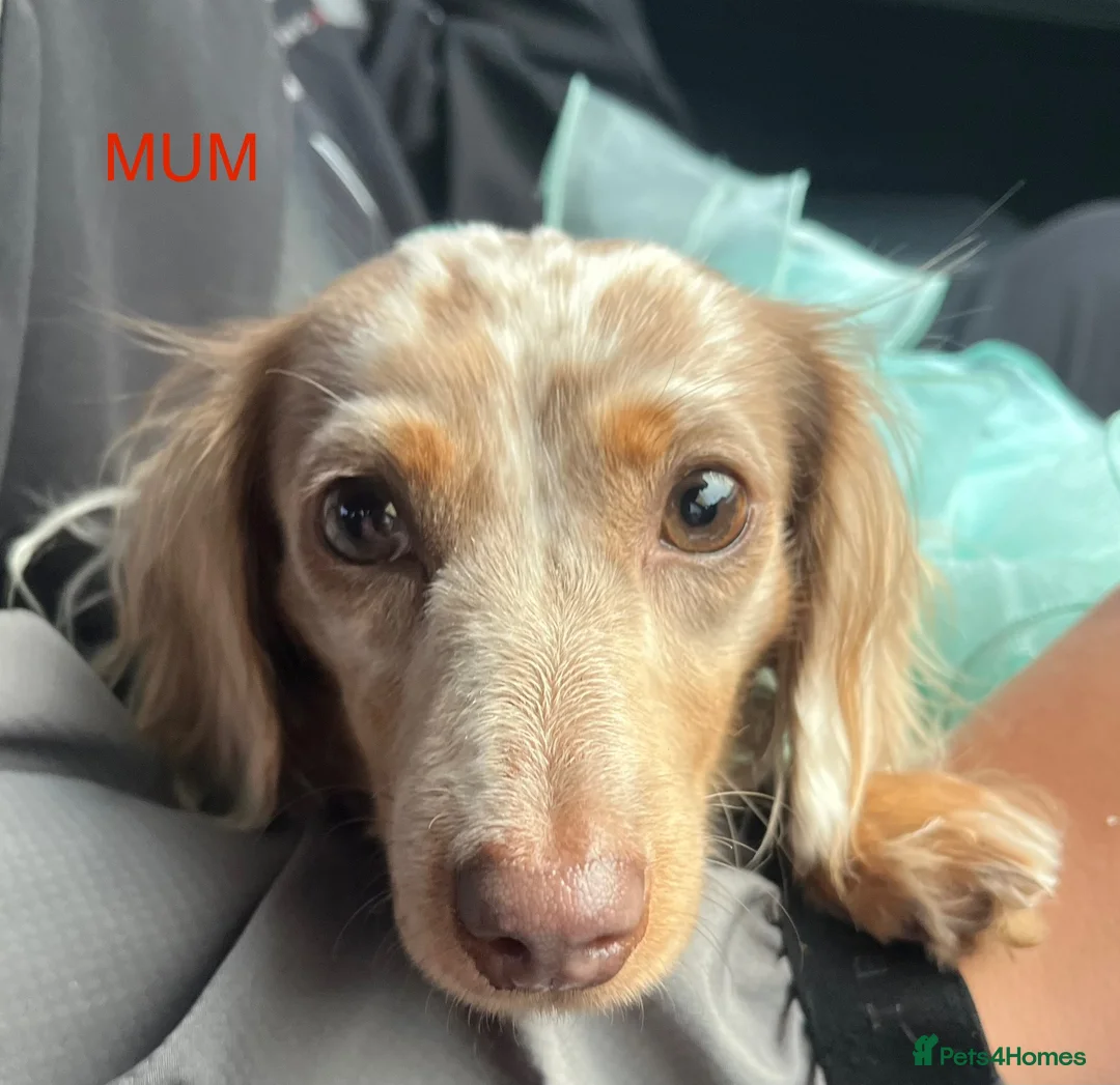 Miniature Dachshund dogs for sale: READY NOW Long hair tiny KC - Advert 17