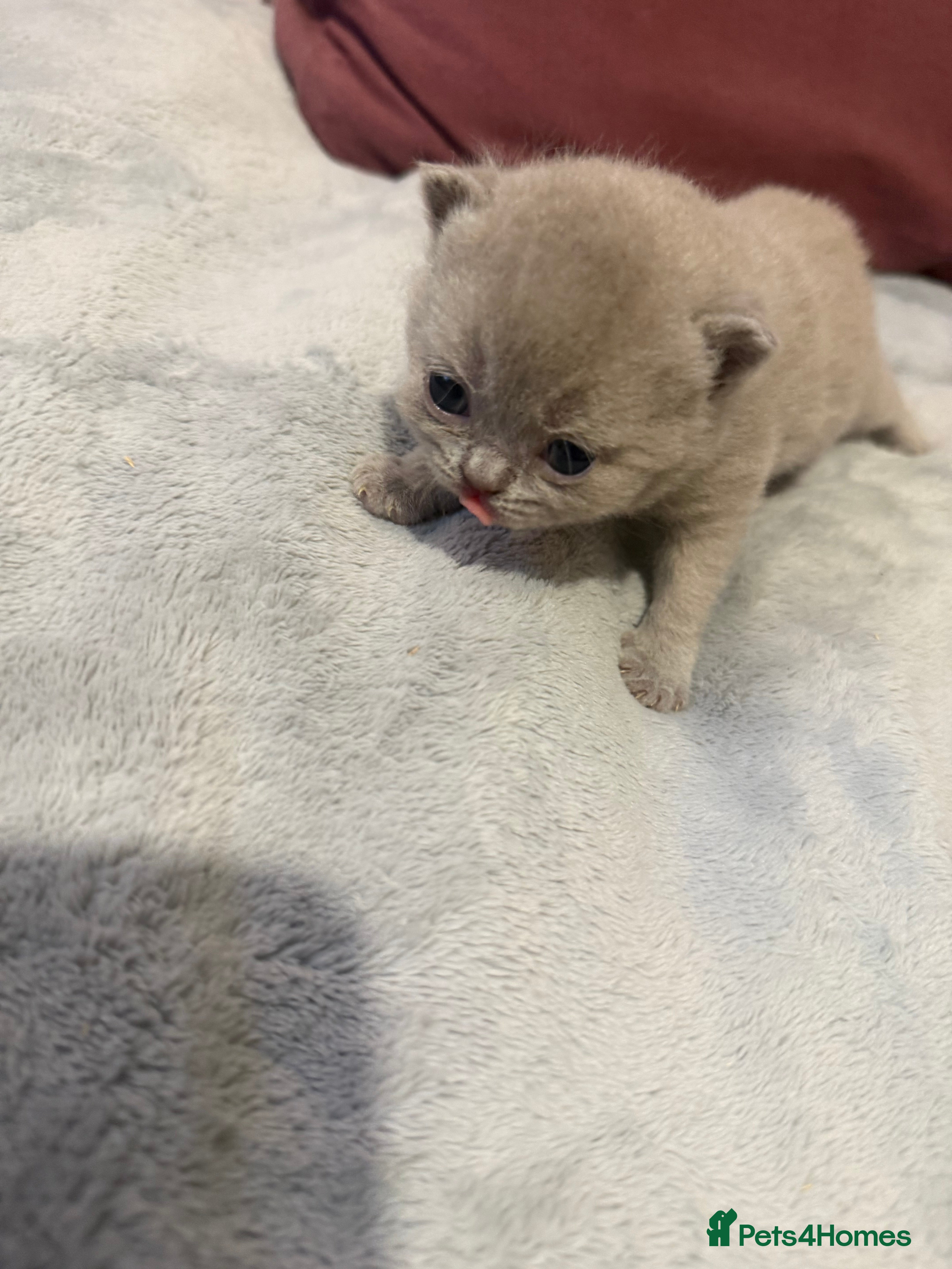 British Shorthair cats Supreme Champion Line British Shorthair Kittens - Advert 2