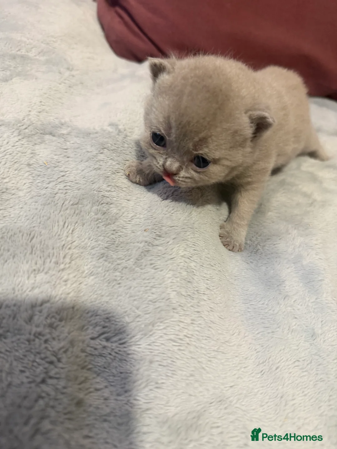 British Shorthair cats for sale: Supreme Champion Line British Shorthair Kittens - Advert 2