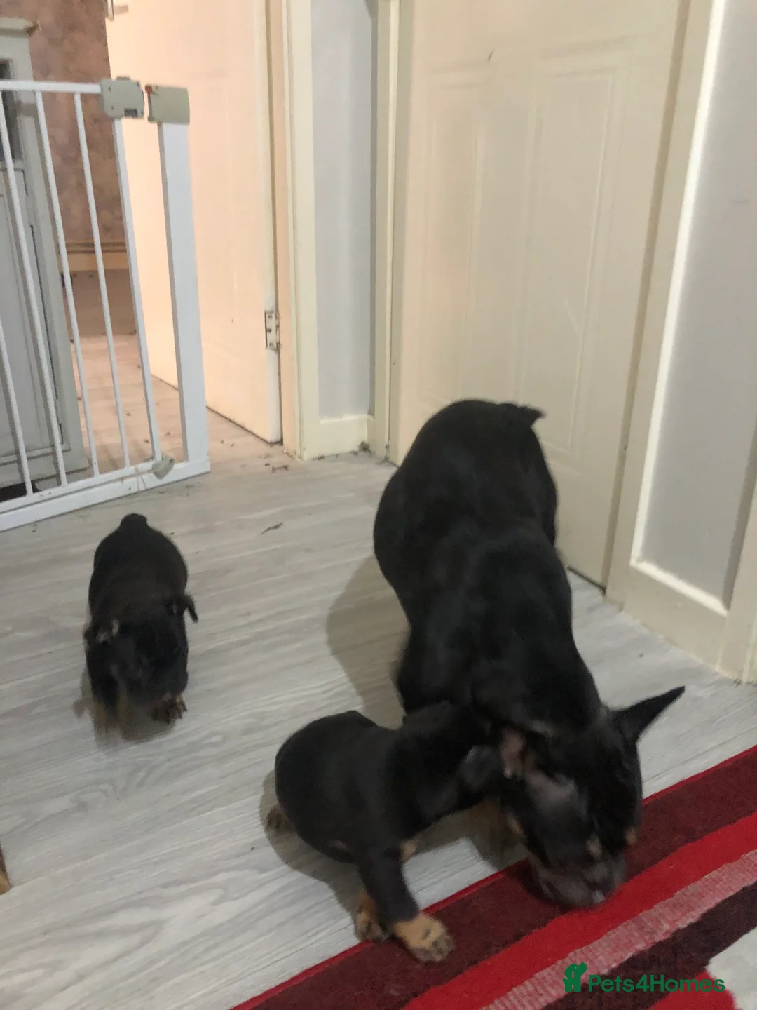 French Bulldog dogs for sale: 2x French Bulldogs 2x Male  - Advert 3