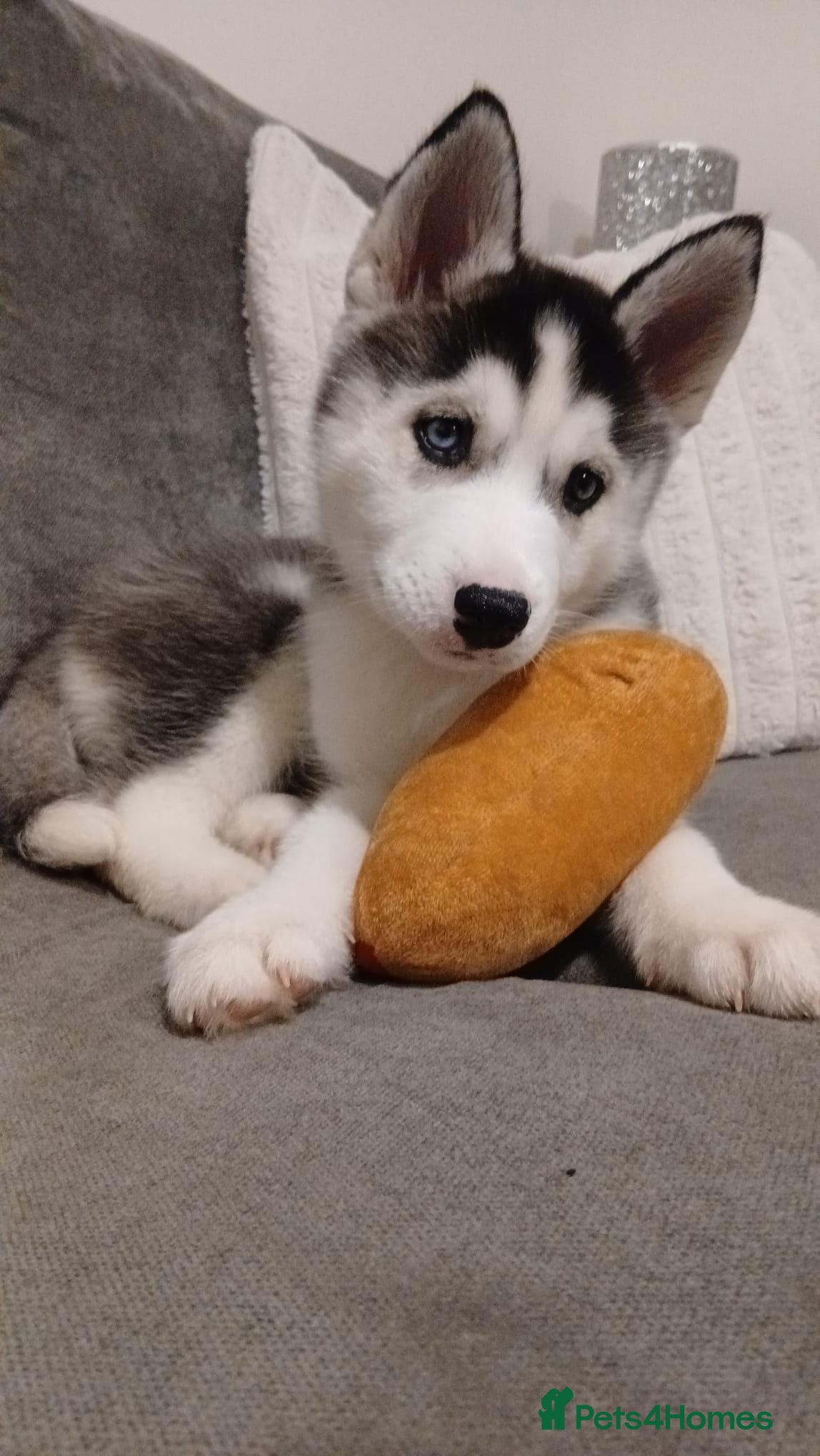 Siberian Husky dogs  Husky Puppies - Advert 2