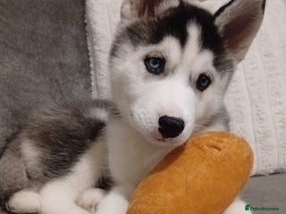 Siberian Husky dogs Husky Puppies - Advert 4