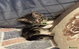 Mixed Breed cats for sale: Adorable kitten bsh mixed Bengal  - Image 1