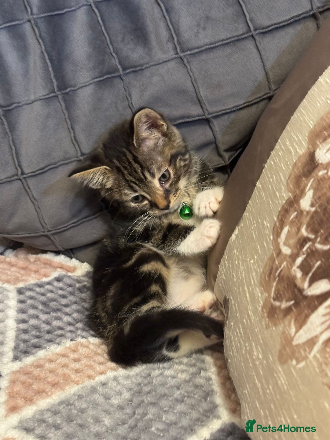 Mixed Breed cats for sale: Adorable kitten bsh mixed Bengal  - Image 1