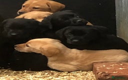Labrador Retriever dogs for sale: working bred Labrador pups - Image 5