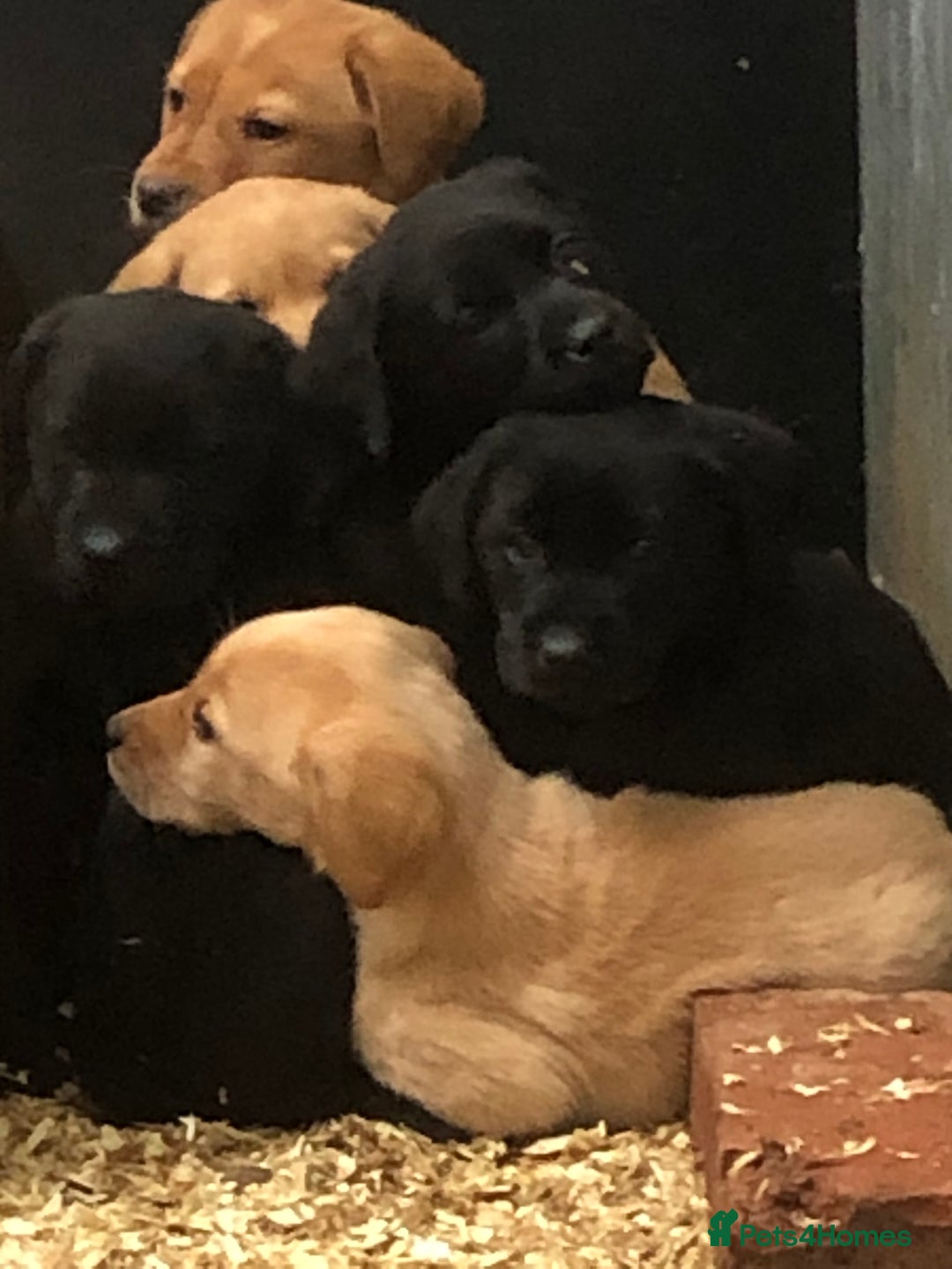 Labrador Retriever dogs for sale: working bred Labrador pups - Image 5