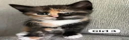 Mixed Breed cats for sale: Beautiful Ragdoll x kittens for sale  - Advert 23