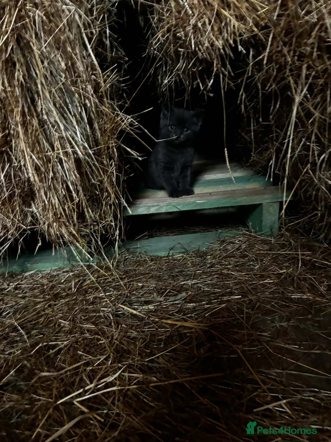 Mixed Breed cats for sale: Gorgeous farm kittens  in Ipswich - Advert 4