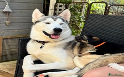 Mixed Breed dogs for sale: Sprollie x husky puppies  - Image 20