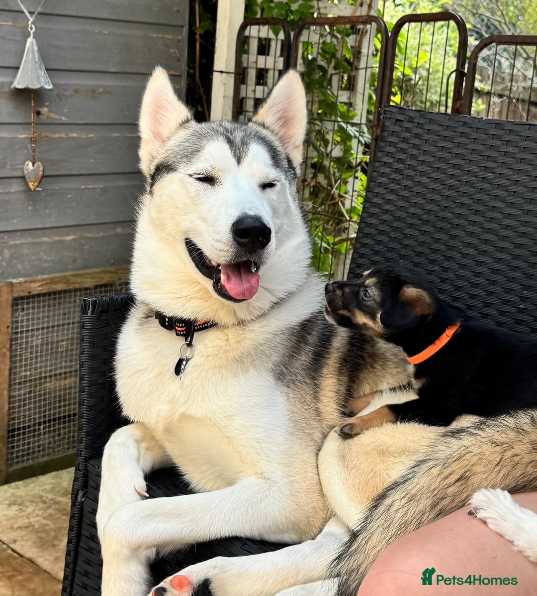 Mixed Breed dogs for sale: Sprollie x husky puppies  - Image 20