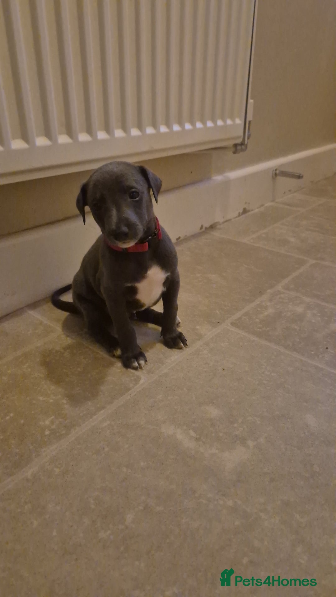 Whippet dogs for sale: Blue Whippet Boys - Advert 6