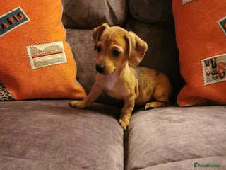 Dachshund dogs Unusual colour beautiful miniature dachshound pups - Advert 3