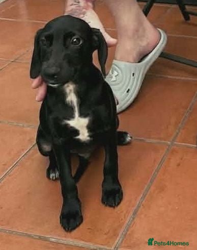 Mixed Breed dogs 🐾 Comet - small paws, big adventures 🐾 - Advert 1