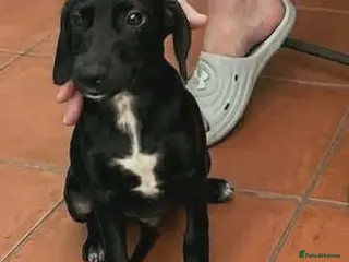 Mixed Breed dogs 🐾 Comet - small paws, big adventures 🐾 - Advert 1