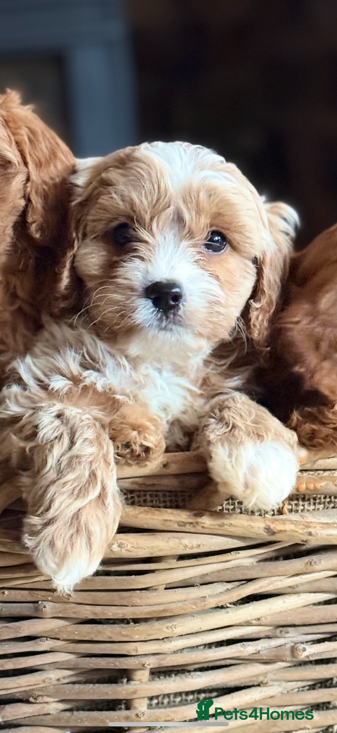 Cavapoo dogs for sale: Outstanding F1 Cavapoo Pups - Image 2